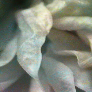 flower-dance-abstract-detail-1 flower-dance-abstract-detail-1